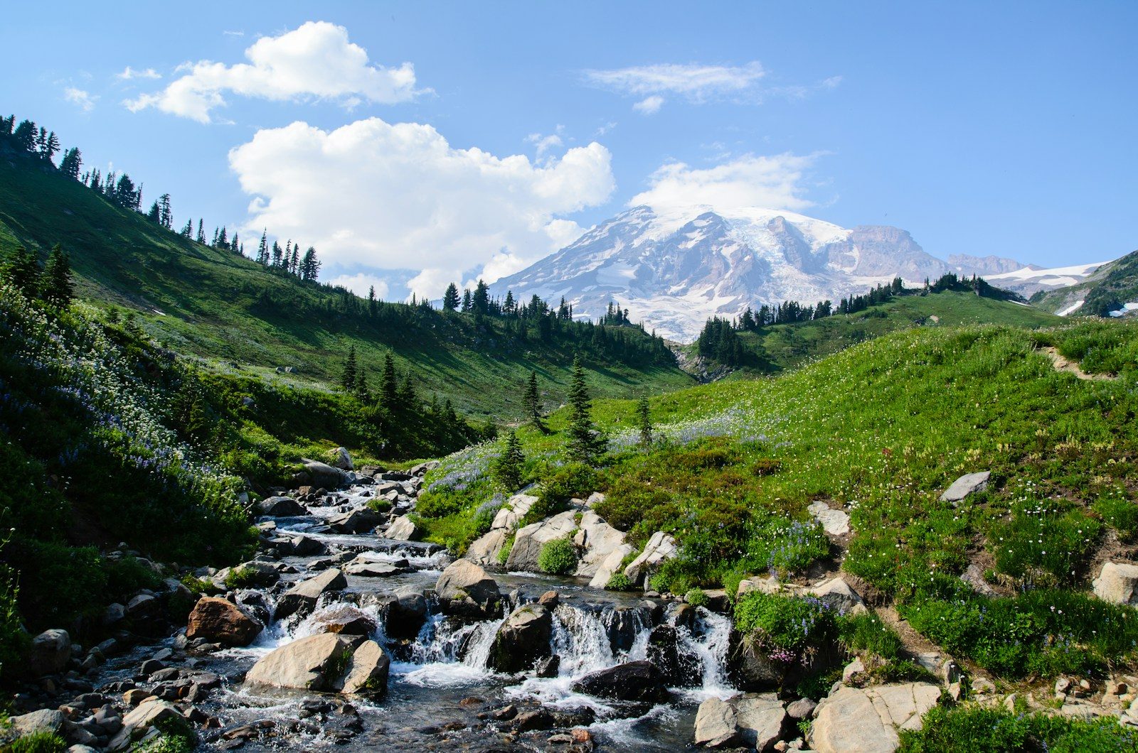 A mountain stream through a wildflower meadow below Mount Rainier